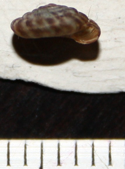 D. rotundatus?